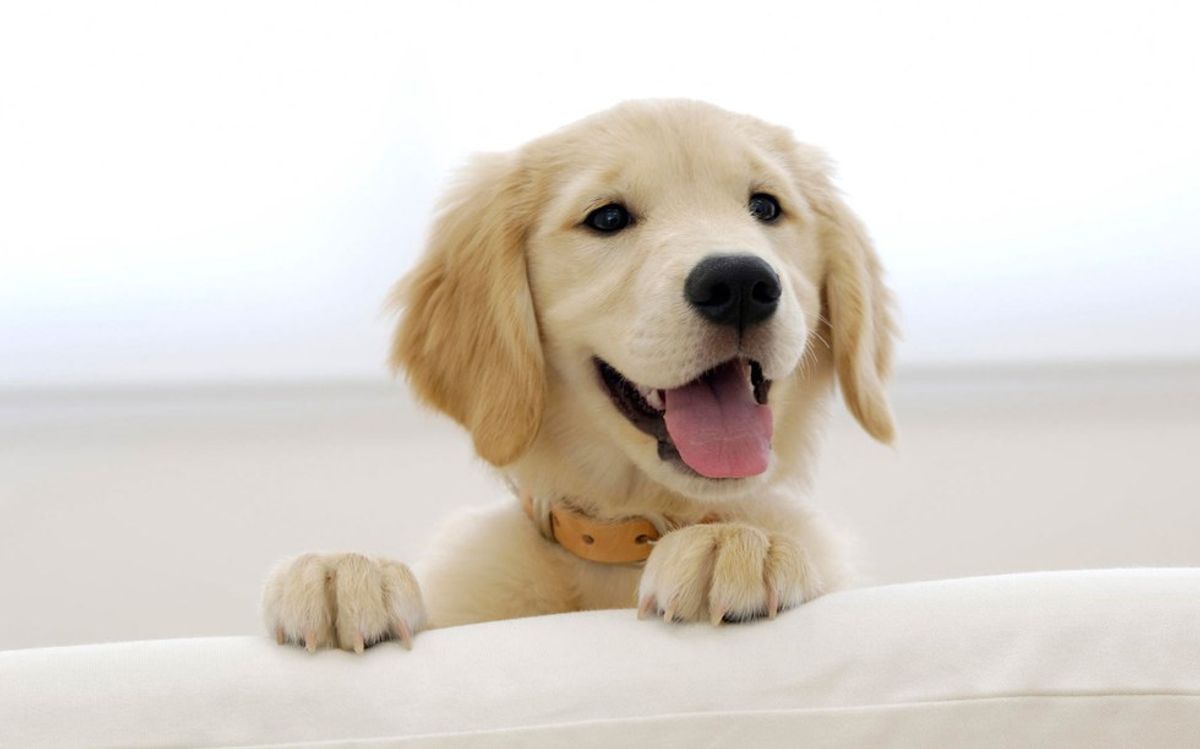 15 Animals That Can Help You Feel Happy