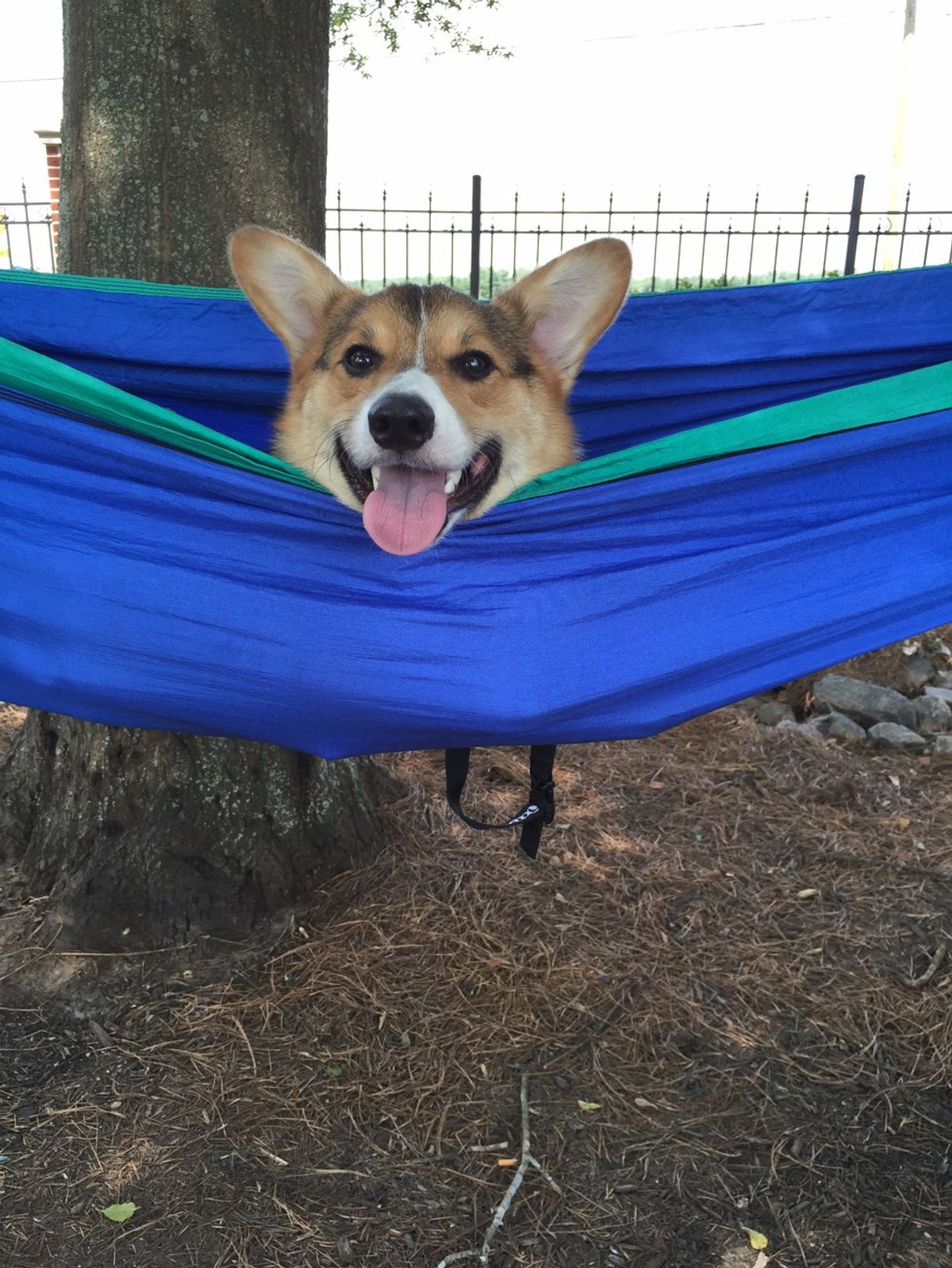 7 Reasons Corgis Are Simply the Best