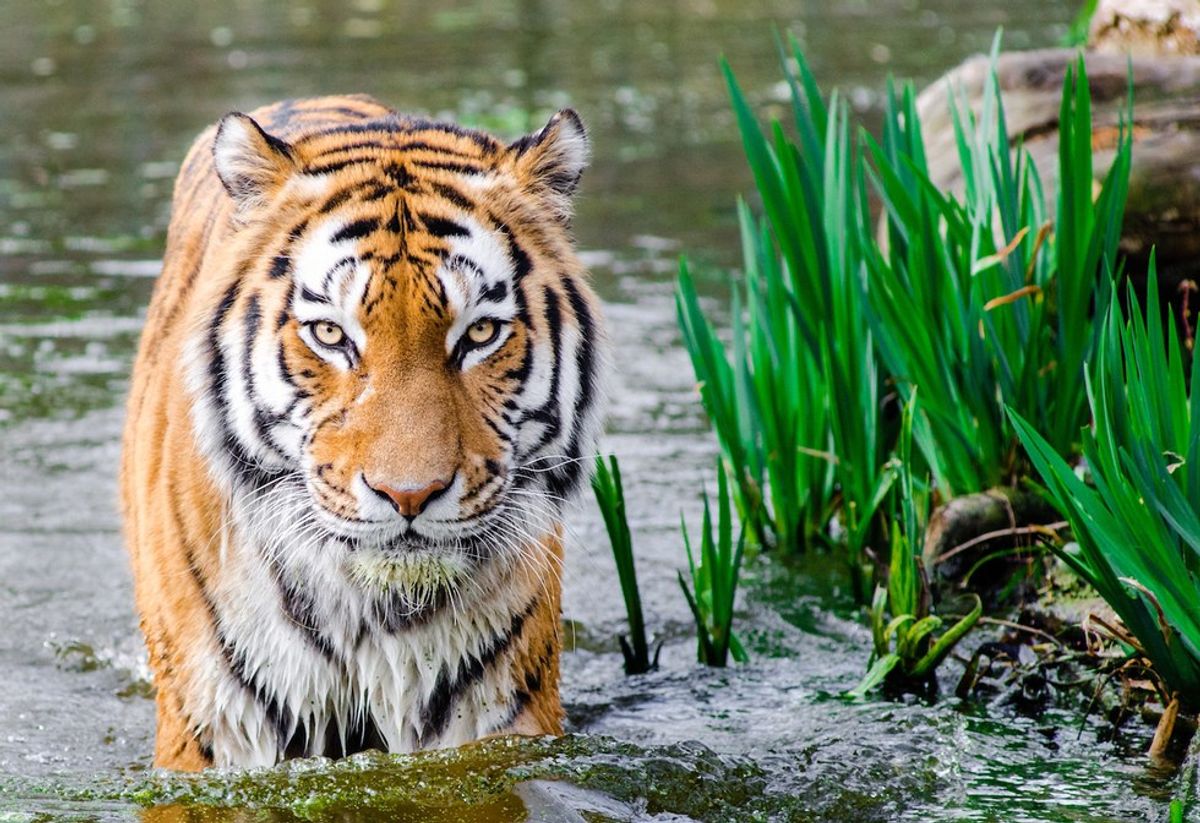 LSU Fans Have Ruined Baton Rouge