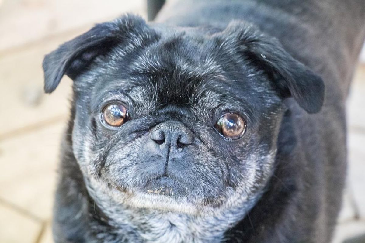 Old Friends Senior Dog Sanctuary Is The Purest Facebook Page