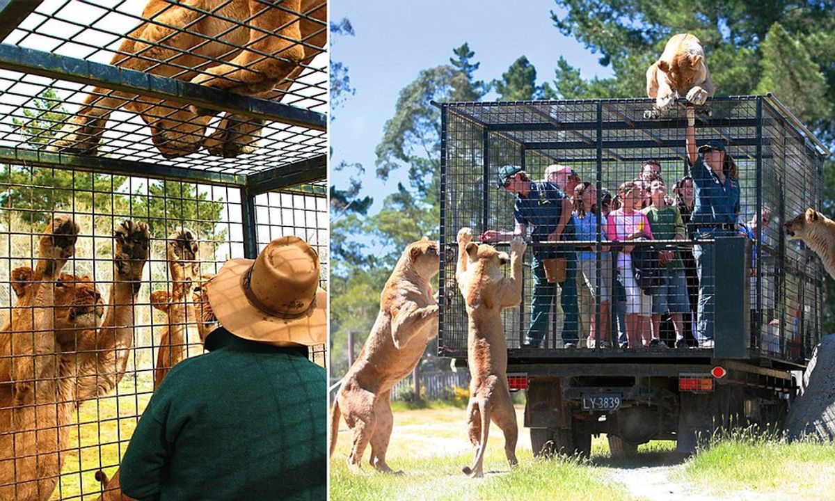 Why Some Zoos Are Caging Visitors Instead Of Animals