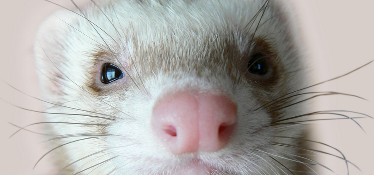 10 Reasons Why Ferrets Are The Perfect Pet