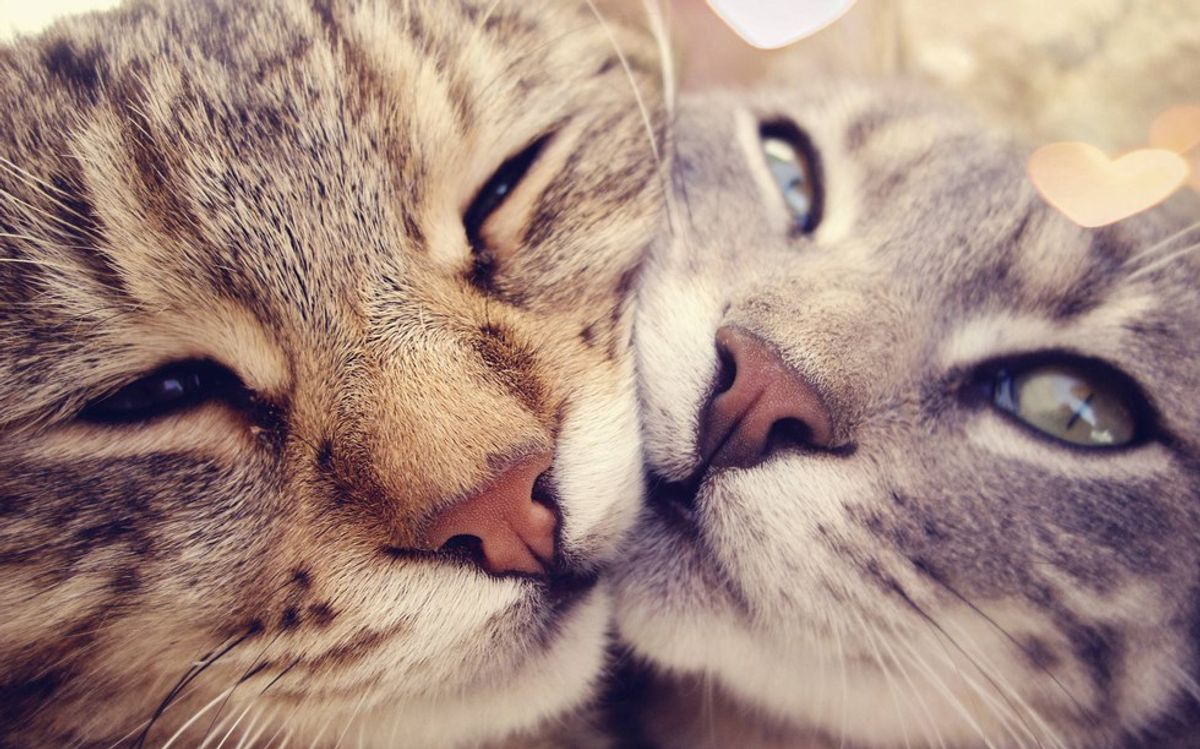 10 Ways You Know You're Becoming a Cat Person