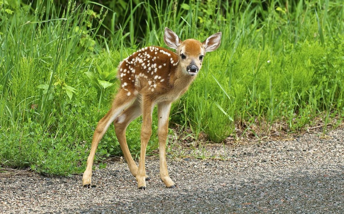 How To Prevent Roadkill