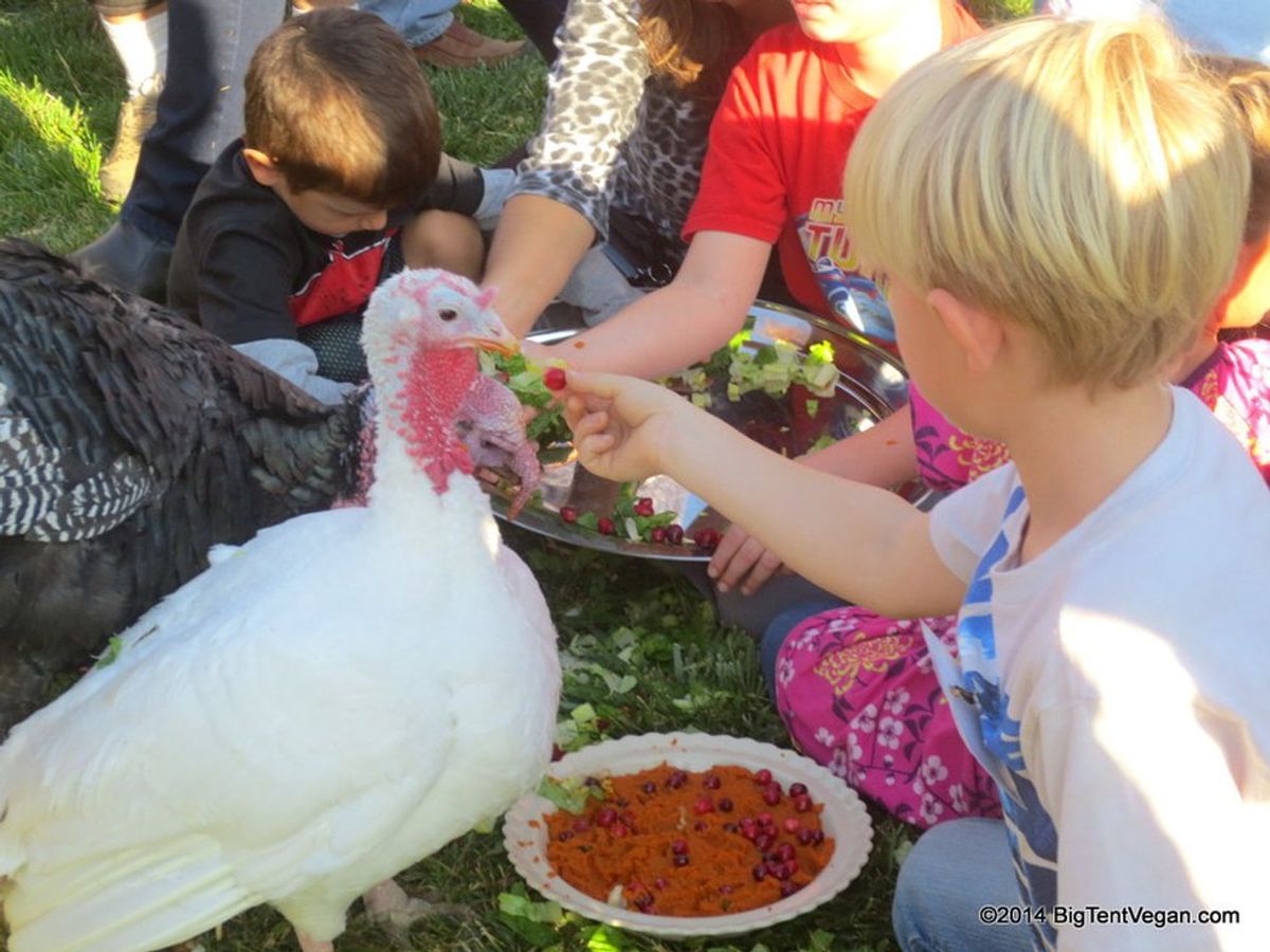 Celebration For the Turkeys