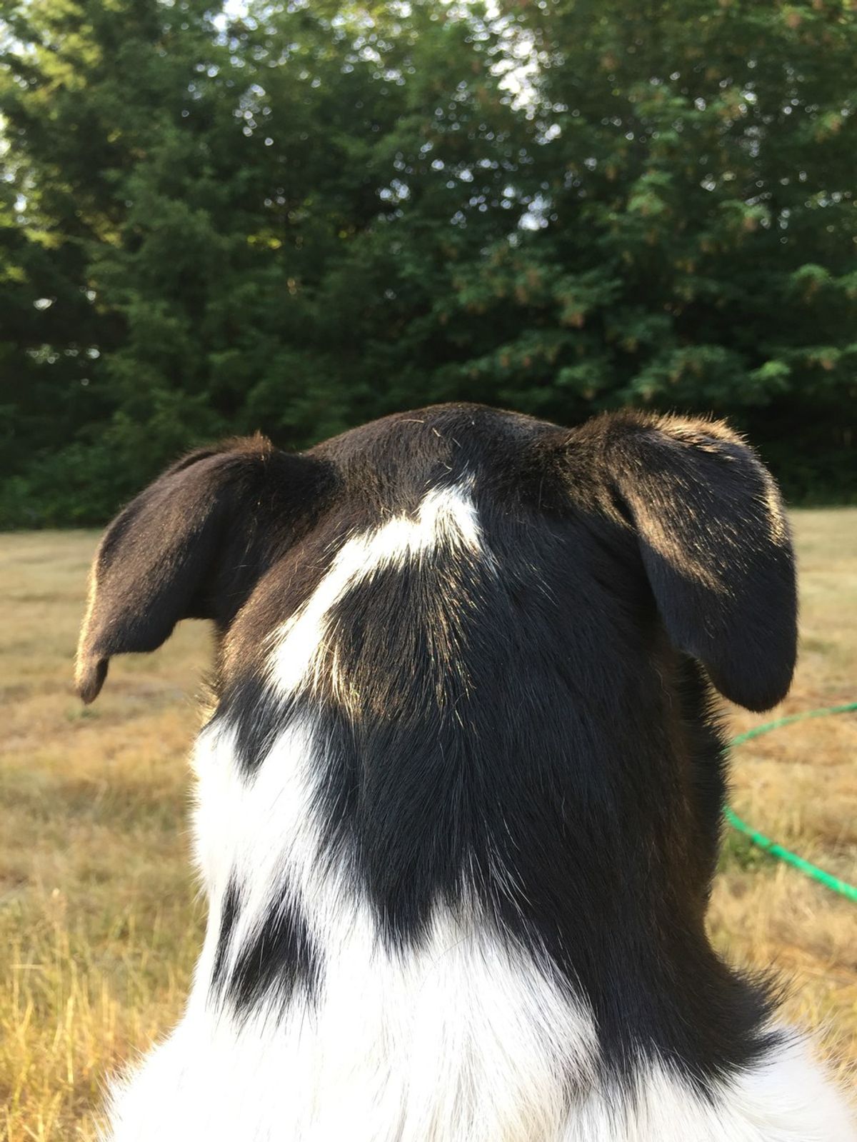 Barking Back: A Dog's Tail