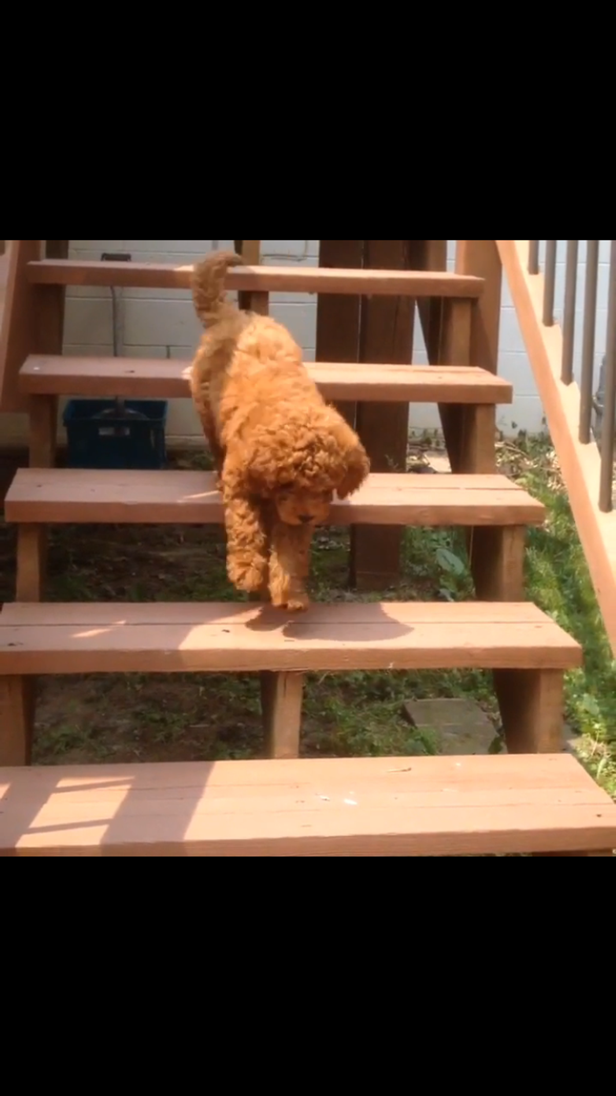 This Puppy Walking Down The Stairs Is All Of Us Trying To Get Through The Week