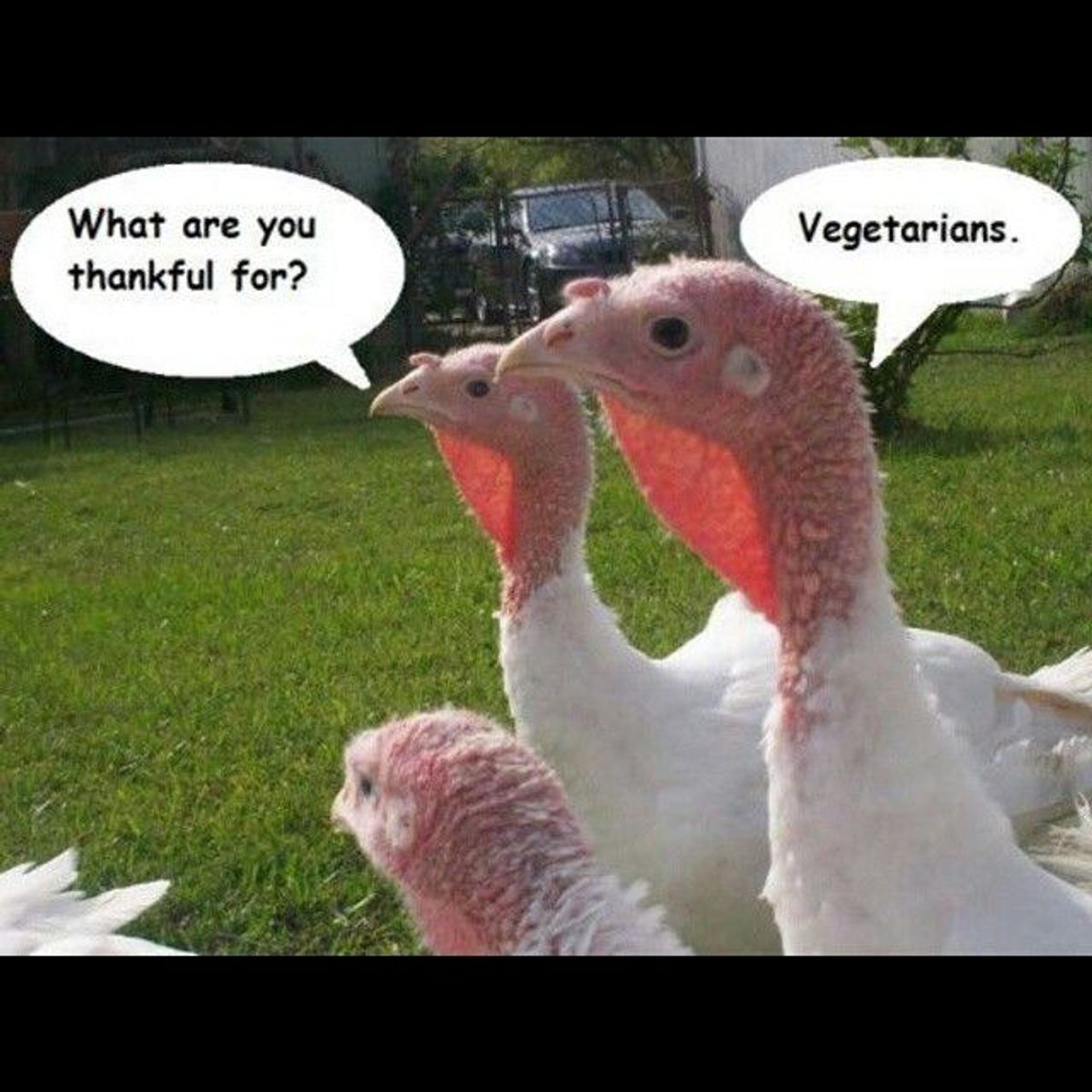 How to Survive Thanksgiving as a Vegetarian