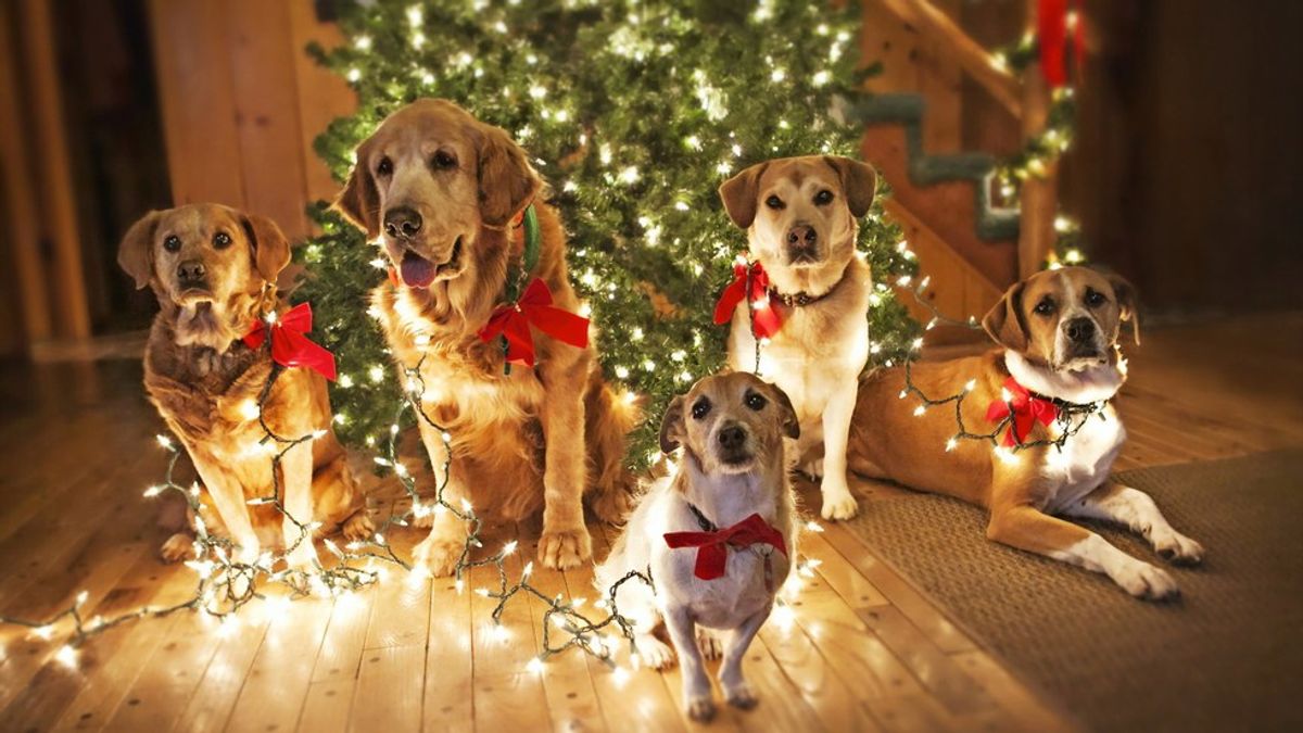 10 Phases Of The Holidays As Told By Dogs