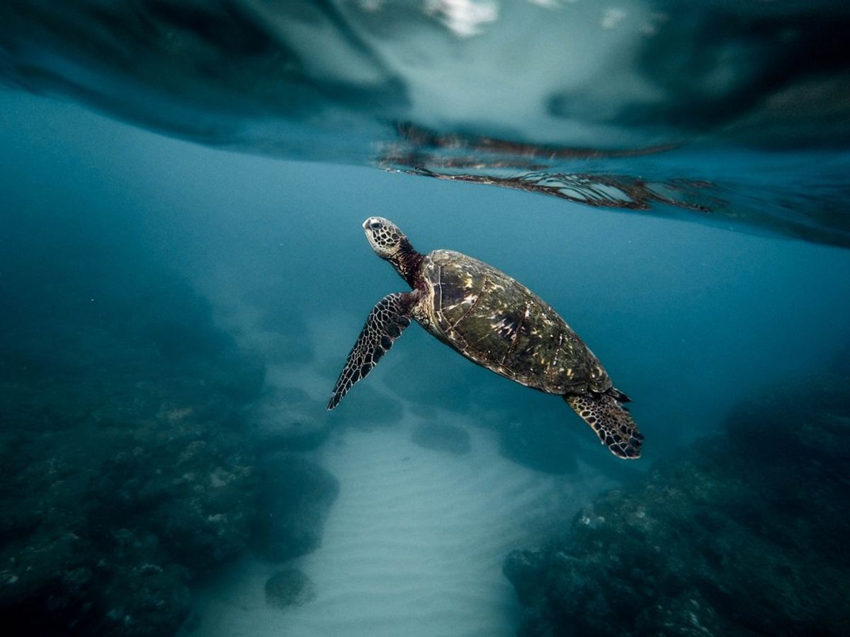 Saving Sea Turtles