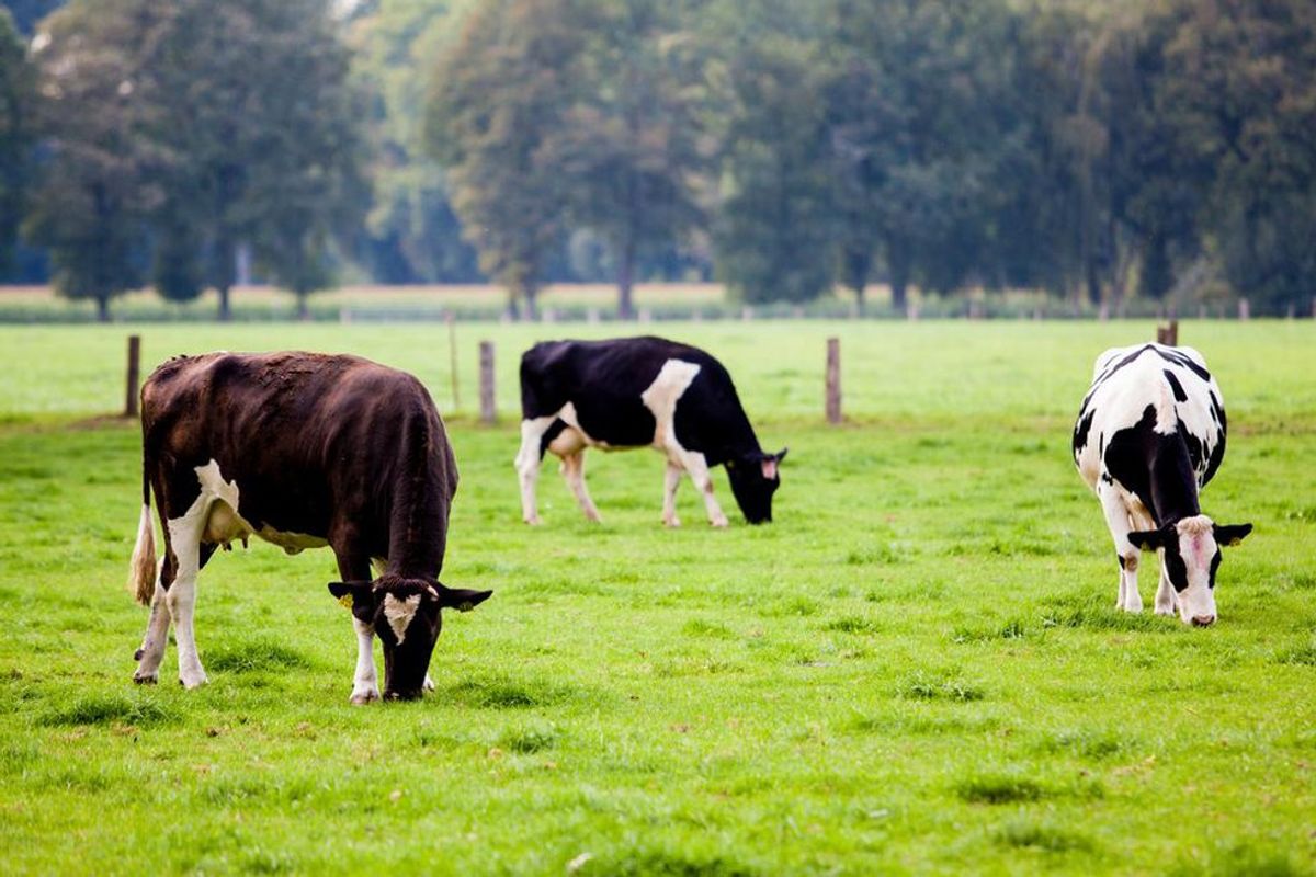 Eat More Chikin