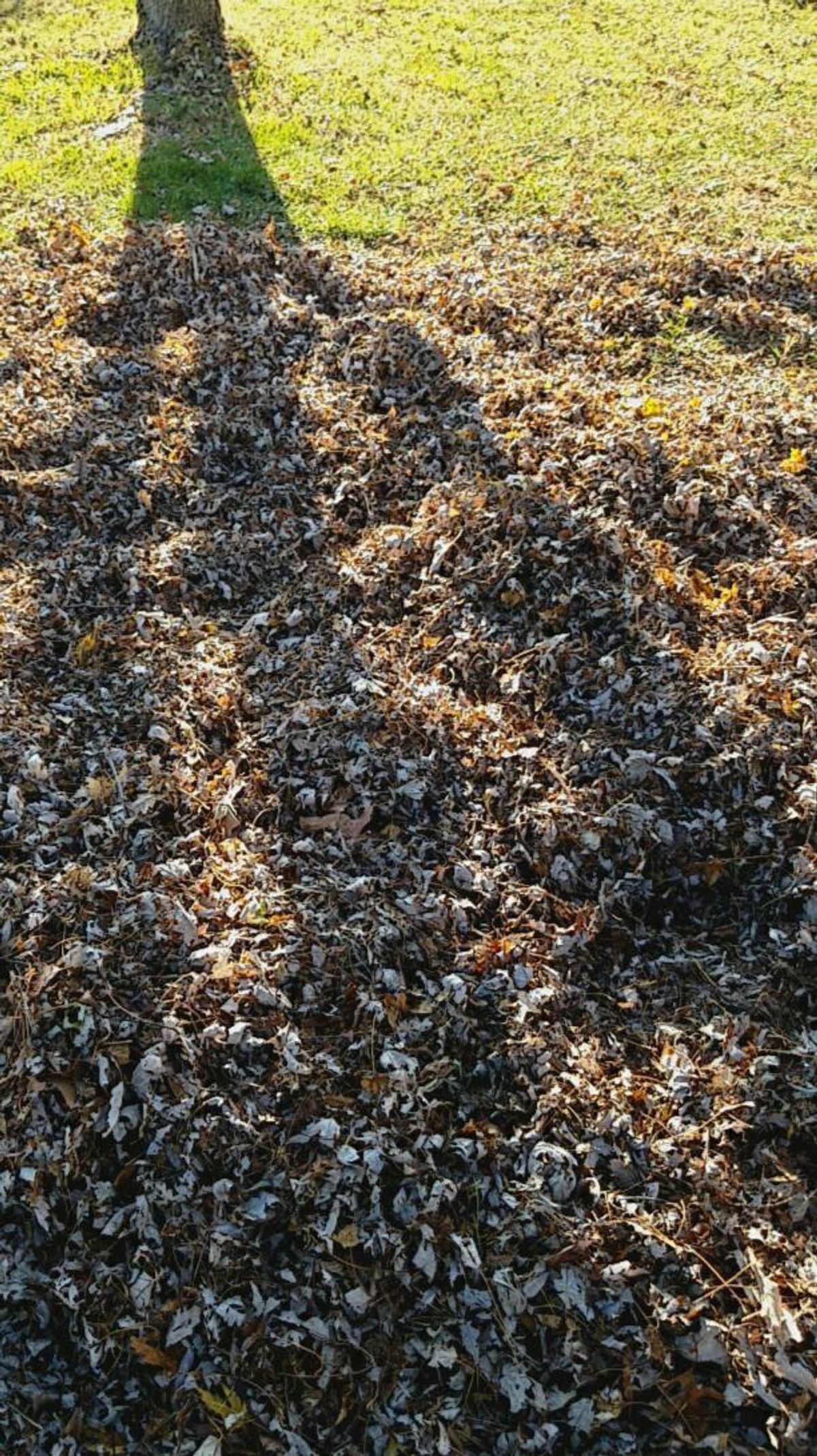 Jumping in leaves as an adult