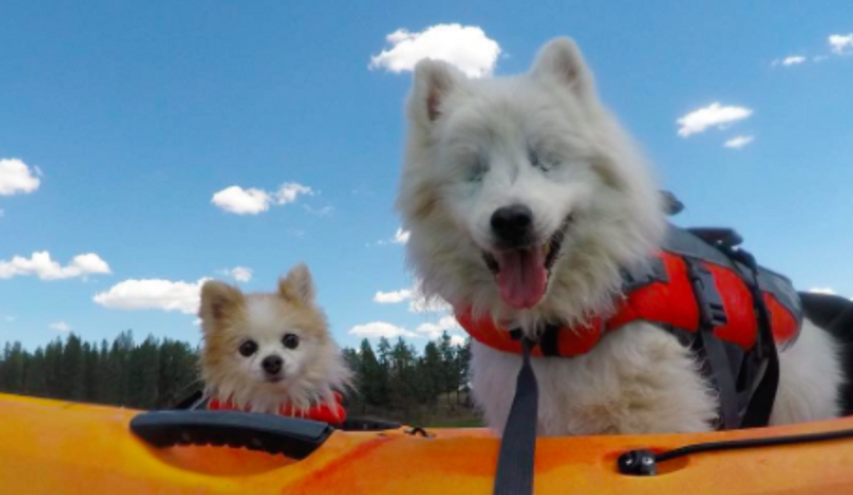 Blind Dog Gets His Own Seeing Eye Dog