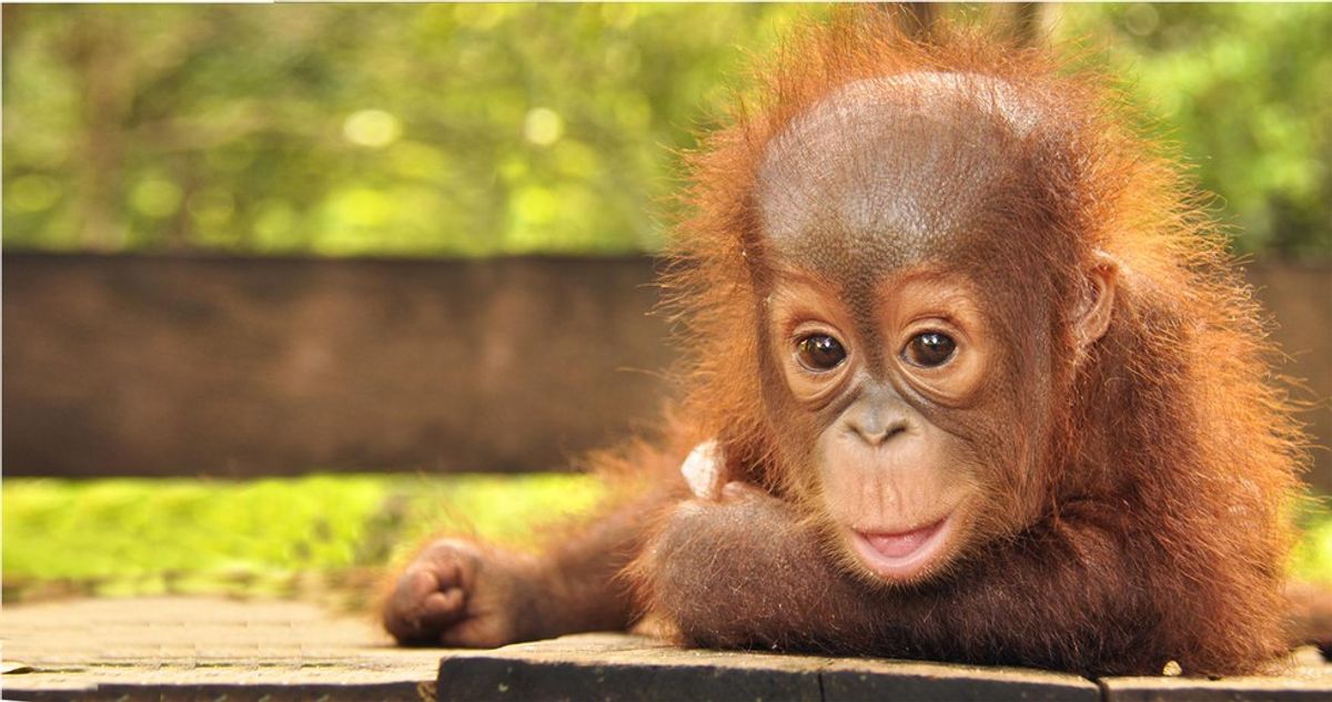 How Junk Food Is Killing Orangutans