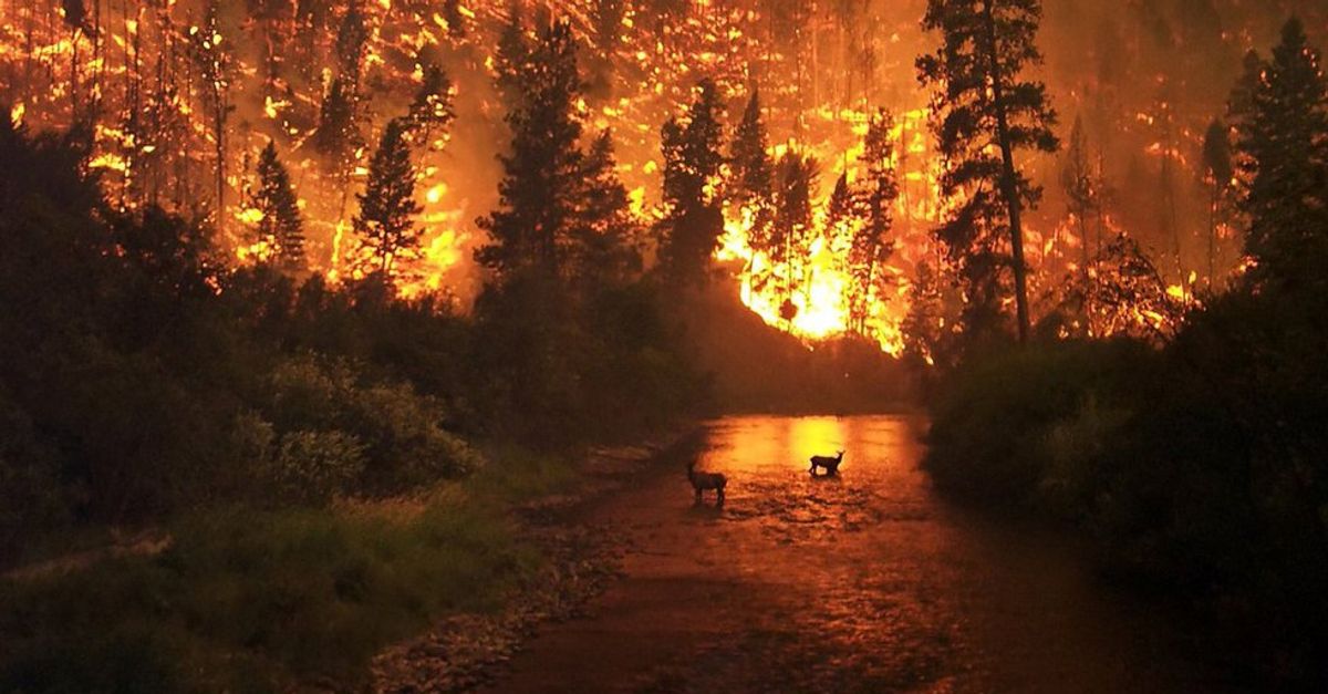 Dear Gatlinburg, We're Behind You