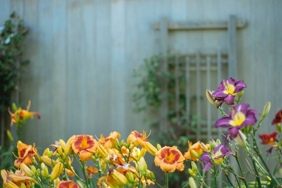 Reseeding The Flowers Of Your Garden