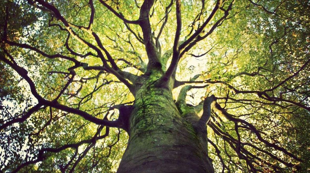 7 Ways To Grow A Tree & 7 Important Ways Of Life