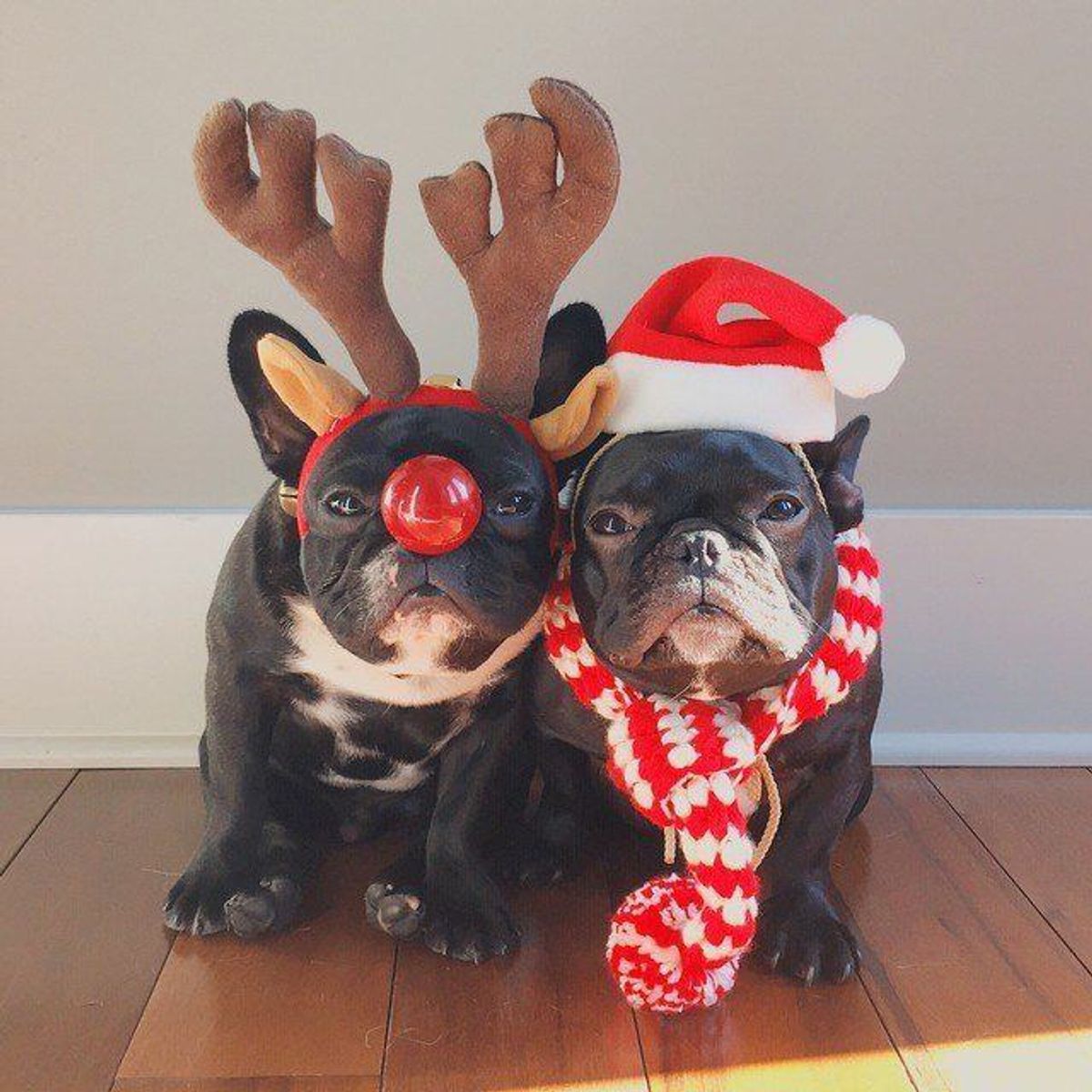 Cute Animals Made Cuter With Christmas Attire