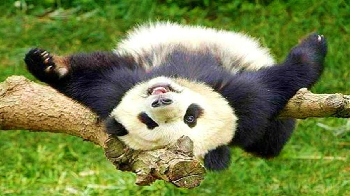 8 Pandas That Understand You During Finals Week