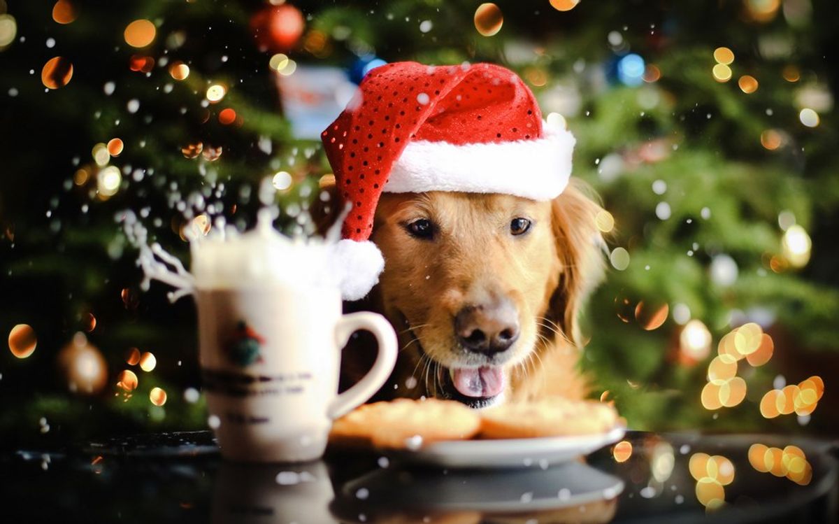 10 Photos Of Pups That Are 100% Us The Day After Christmas