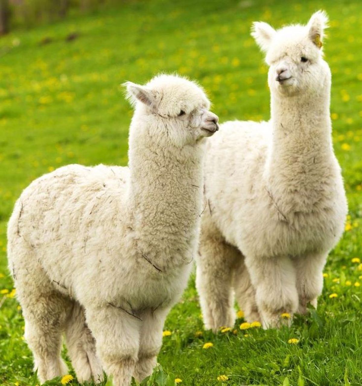 Pictures of Baby Llamas to Help You Procrastinate