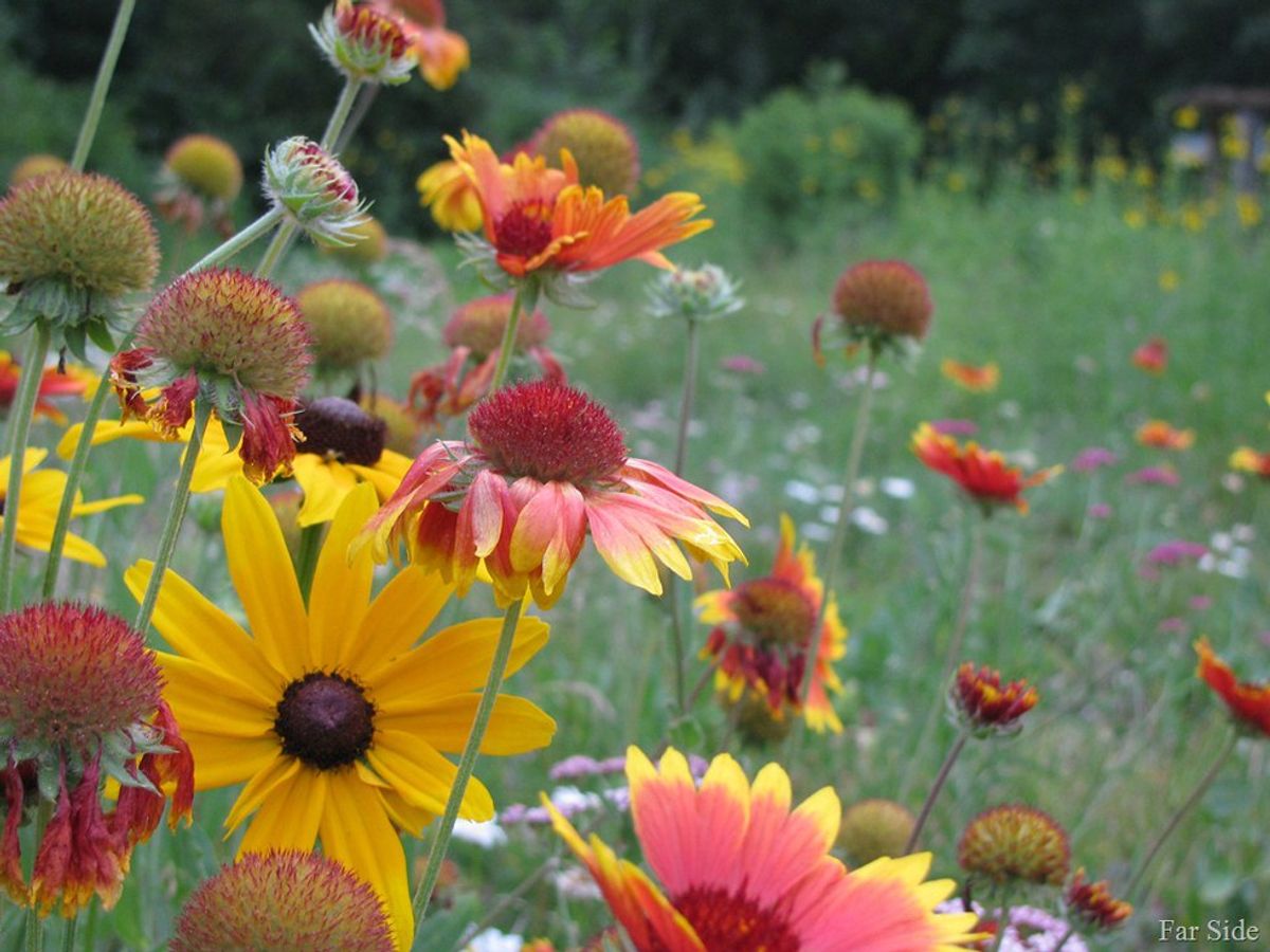 Wildflowers