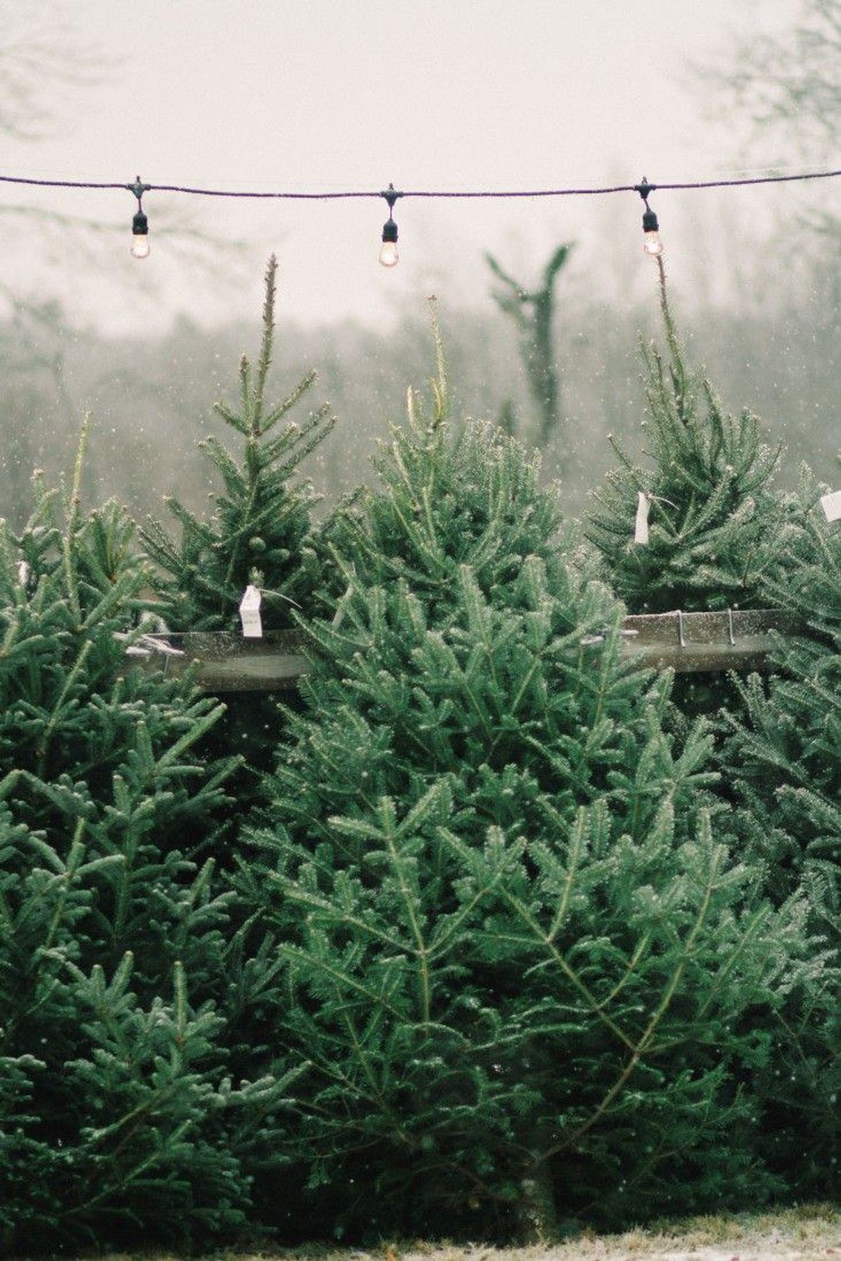 The 5 Kinds of Christmas Trees