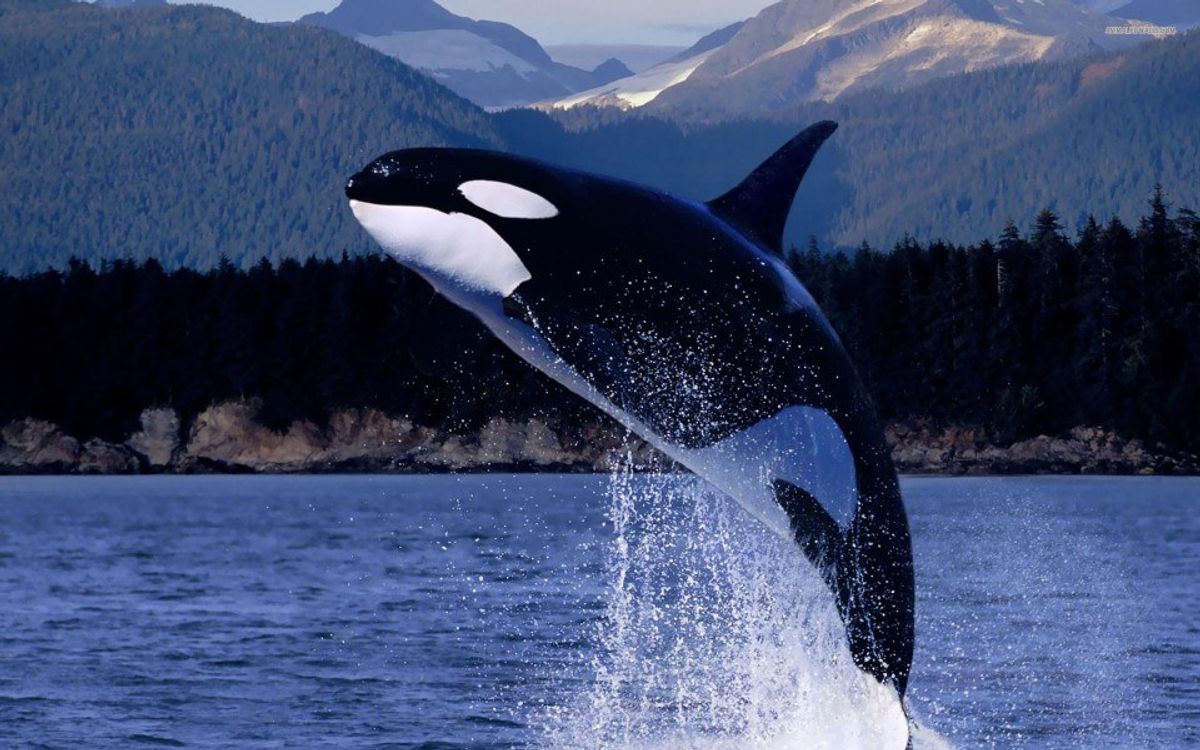 The Inadequate Space Captive Killer Whales Endure And The Neurological Effects It Has On Them