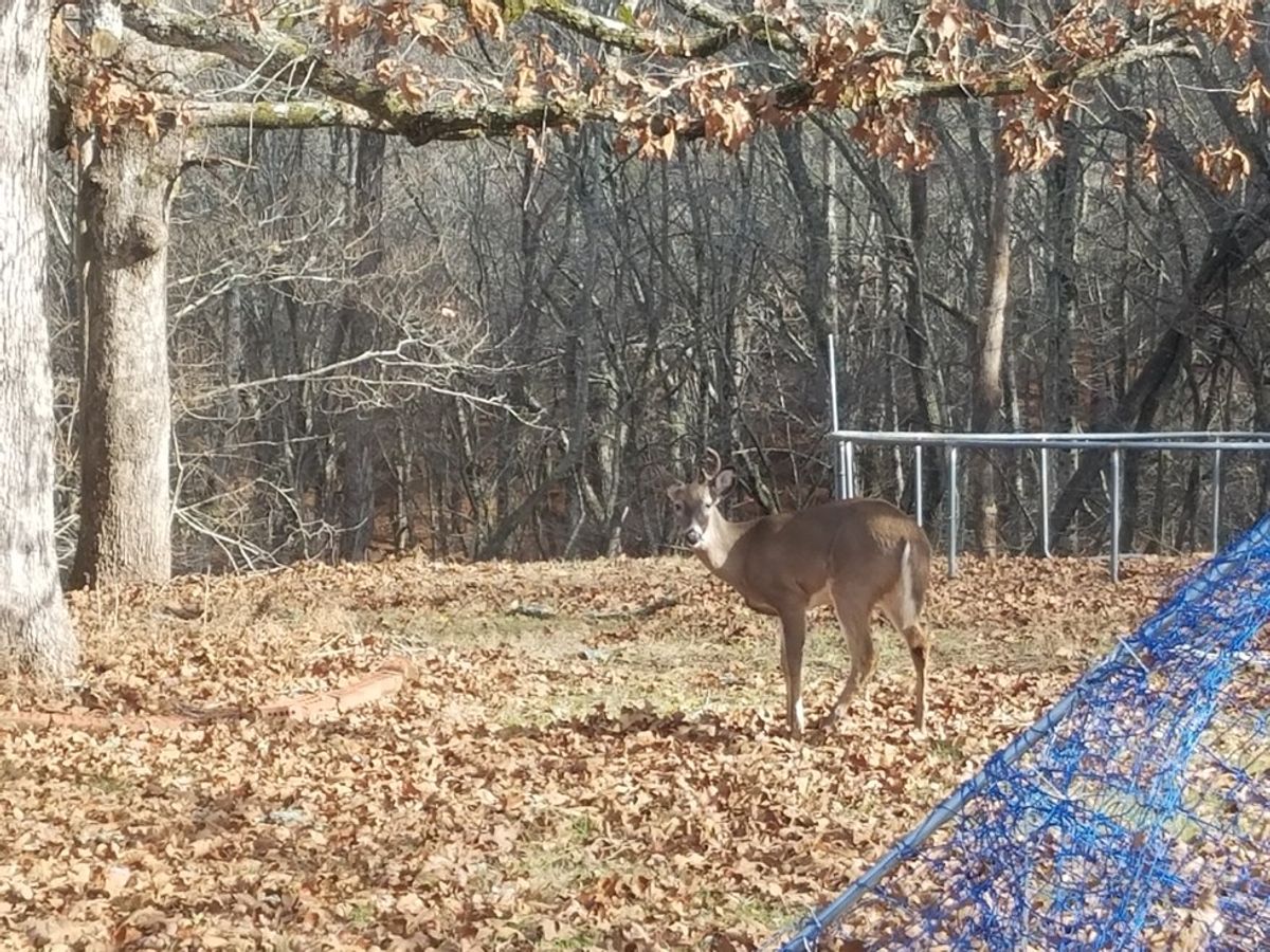 A Look At The Wildlife Of East Tennessee