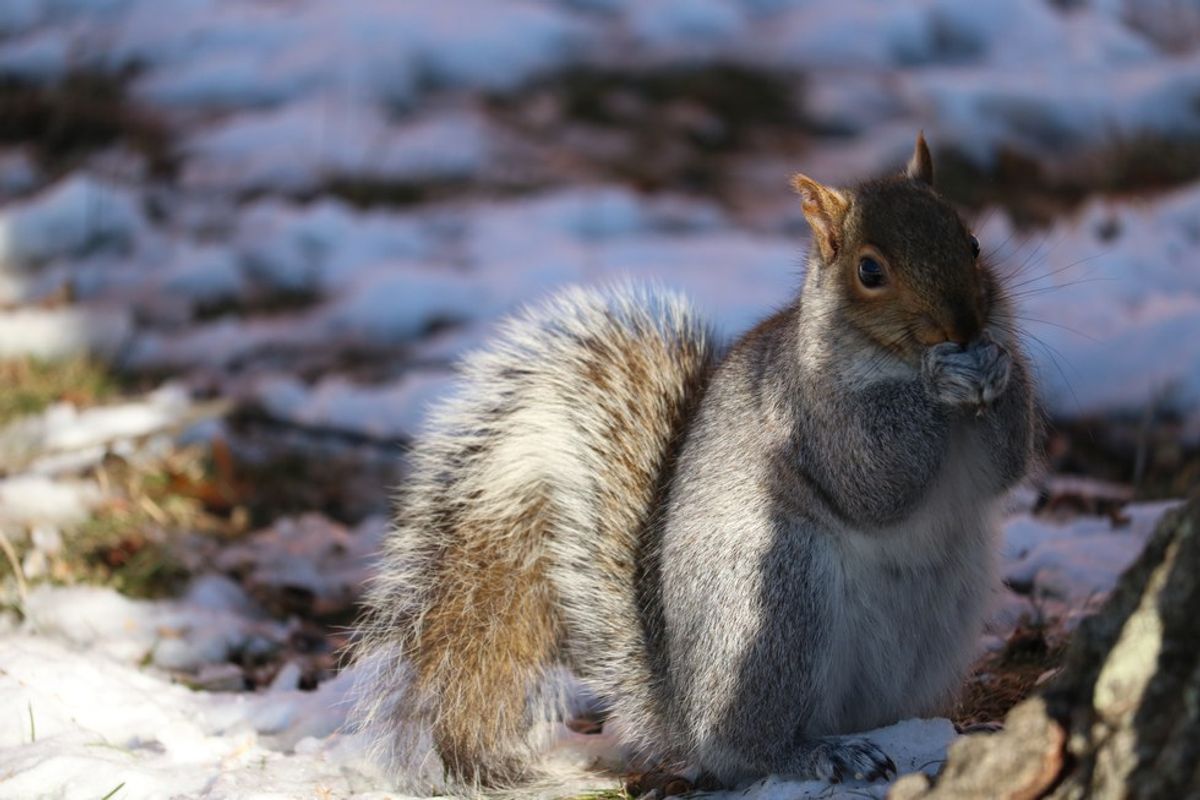 Snow And Squirrel: A Photo Essay