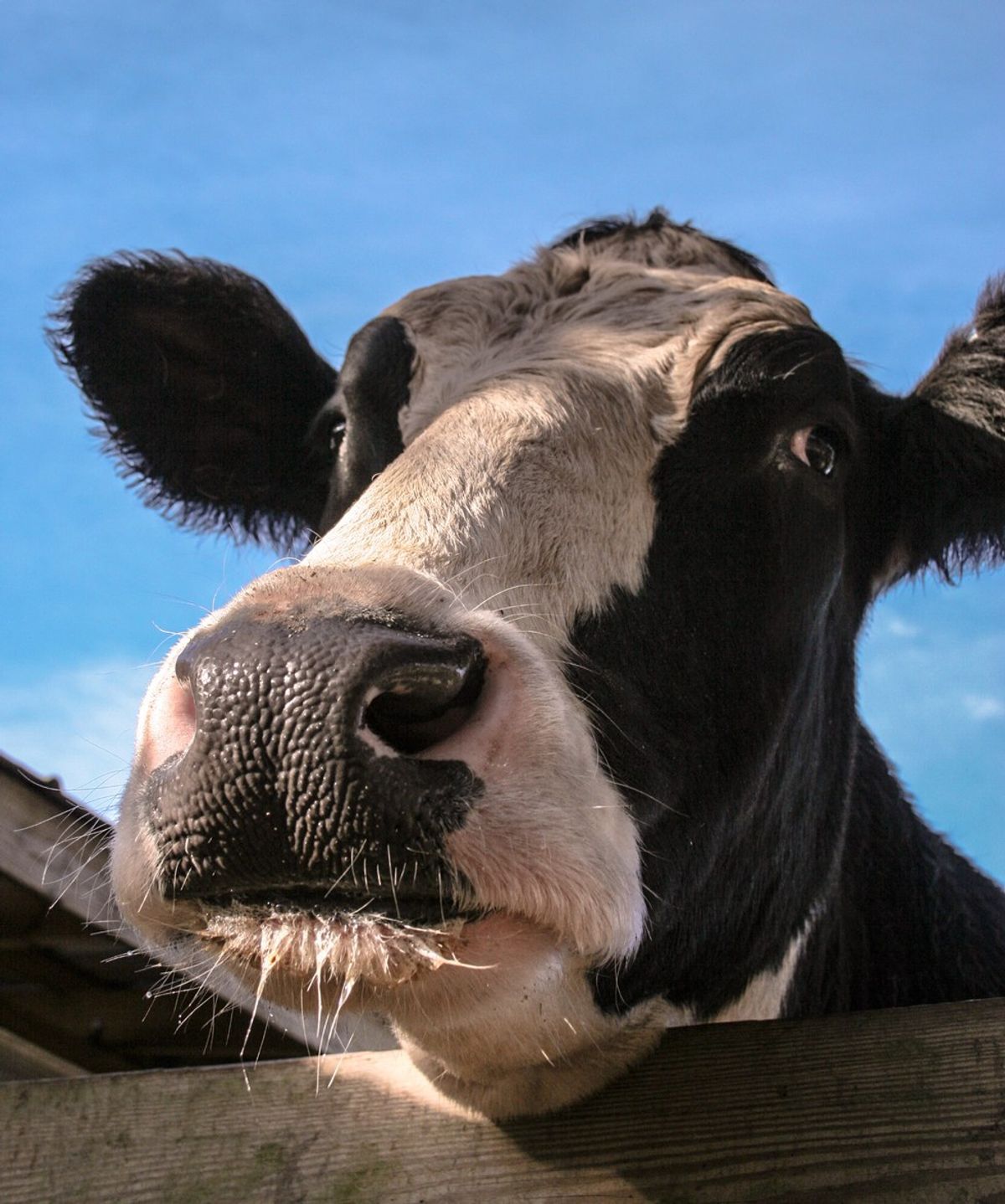 Meeting Tinsel The Cow