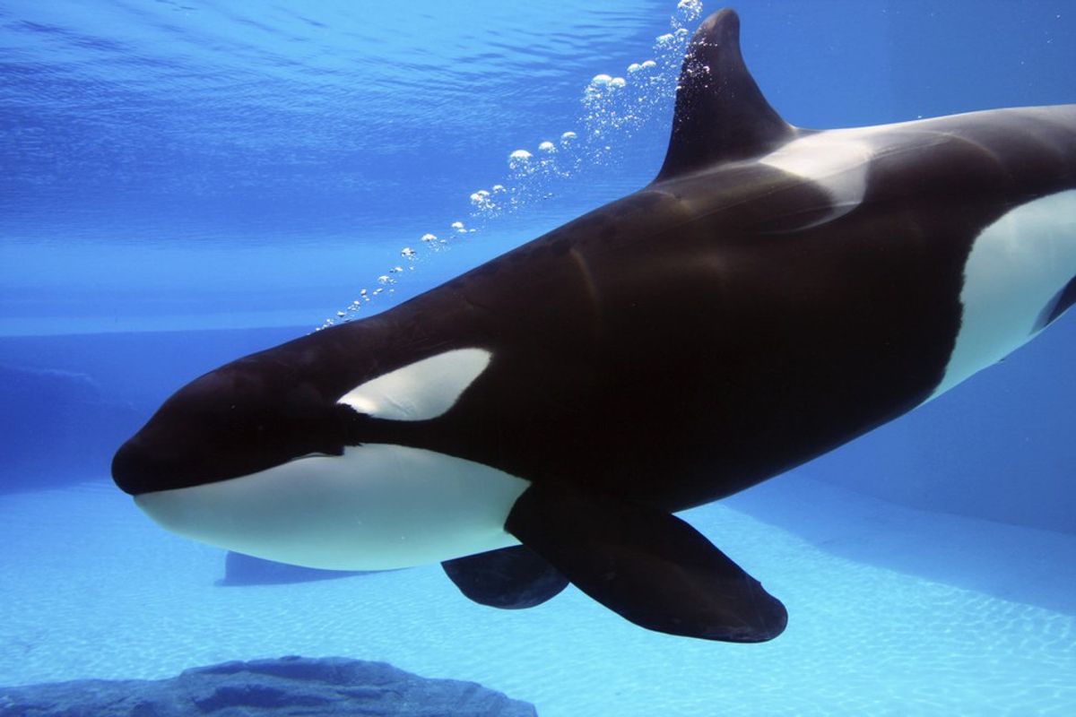 Why I Support Sea World