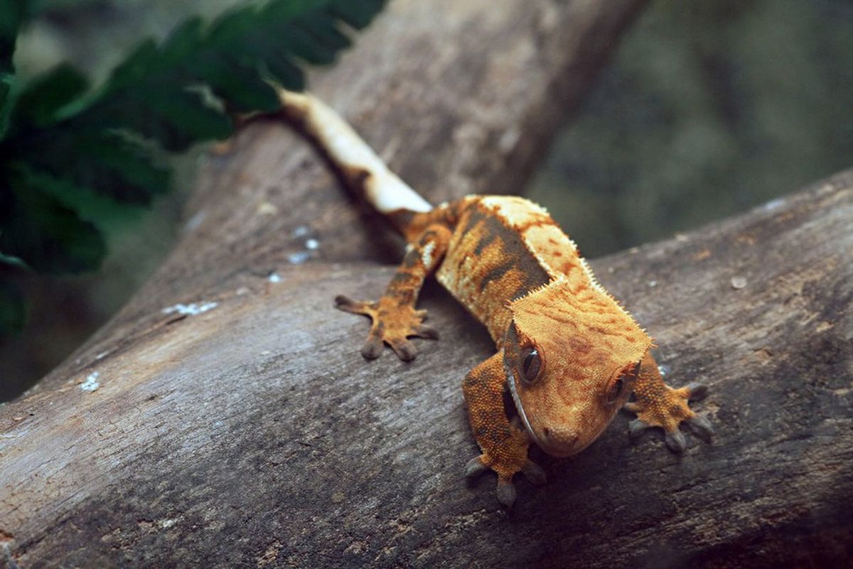 Why Geckos Were The Best Thing In Your Facebook Feed in 2016