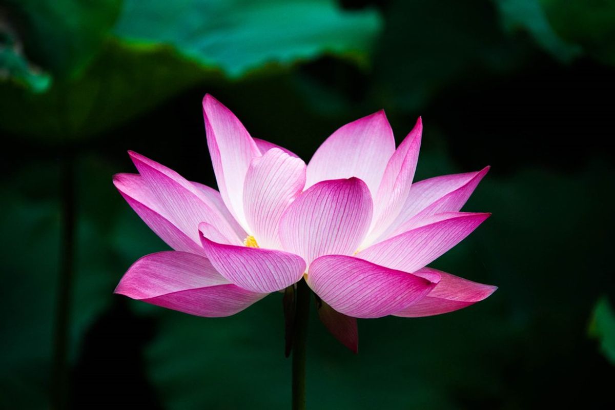 Be Like The Lotus