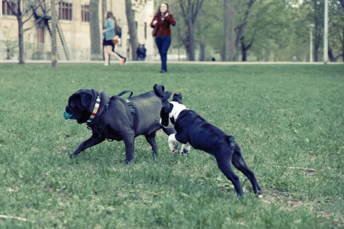 Never a Dull Moment: The Challenges of Pet Sitting Eight Animals