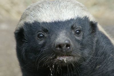 Is It Easy to Kill a Honey Badger?  Honey badger, Honey badger tattoo,  Wild animals pictures