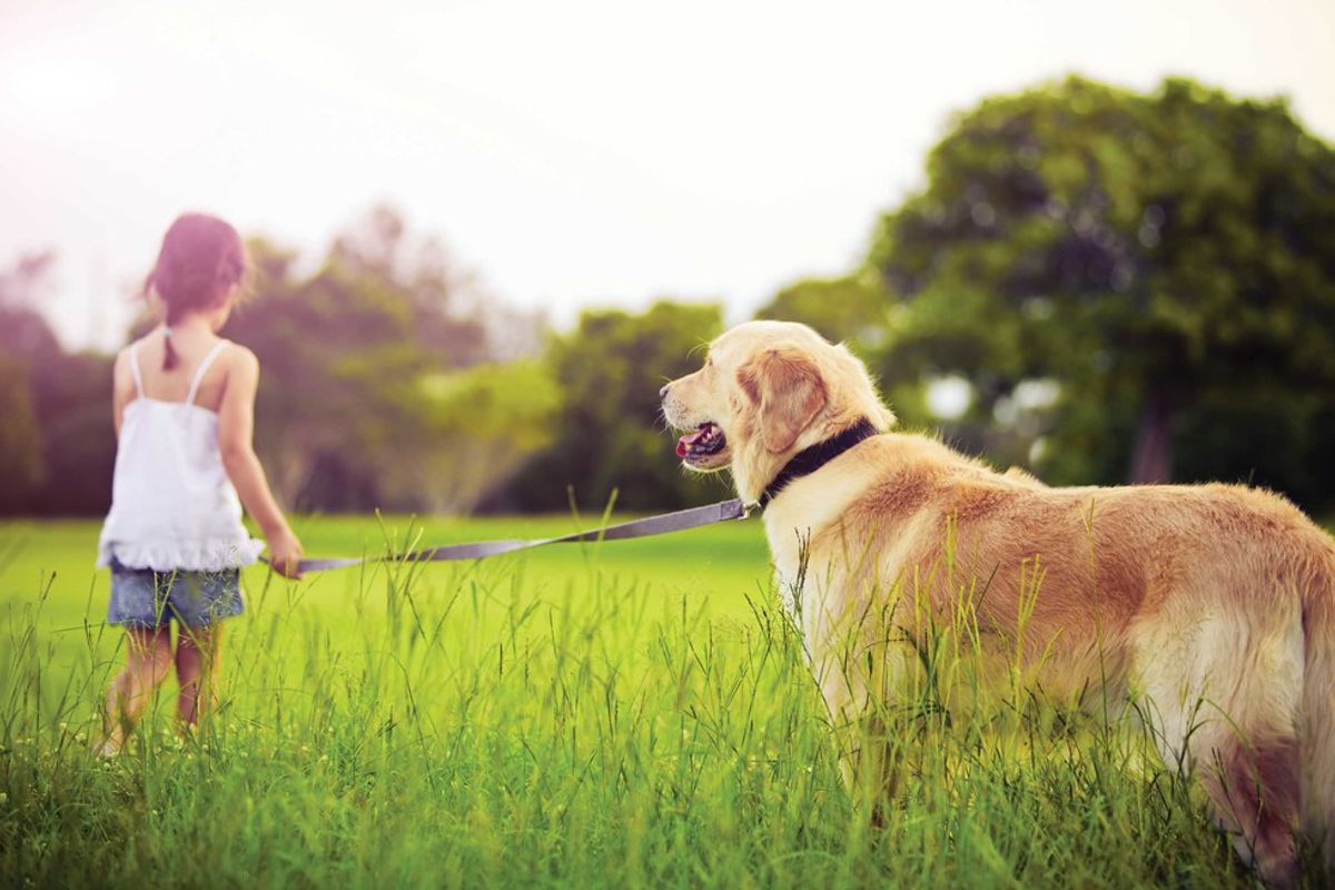 Canine Behaviors: How To Read Them And Communicate Effectively