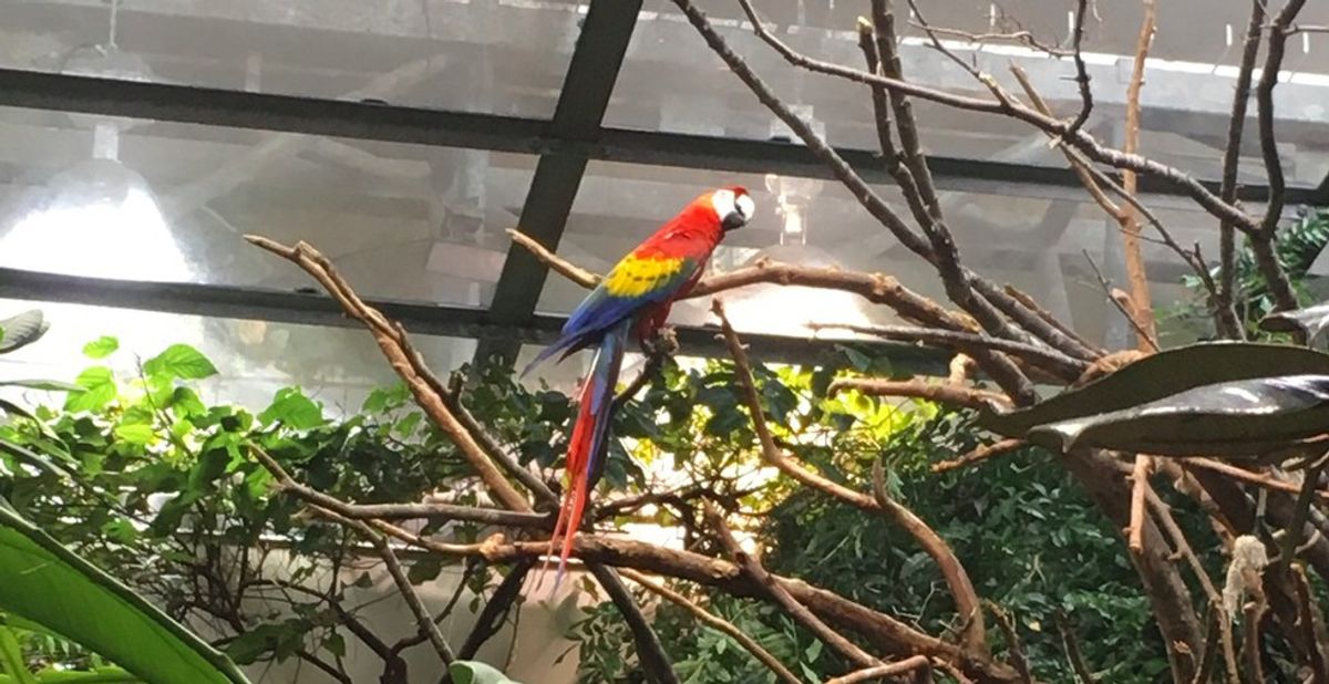 Animals At The Biodôme