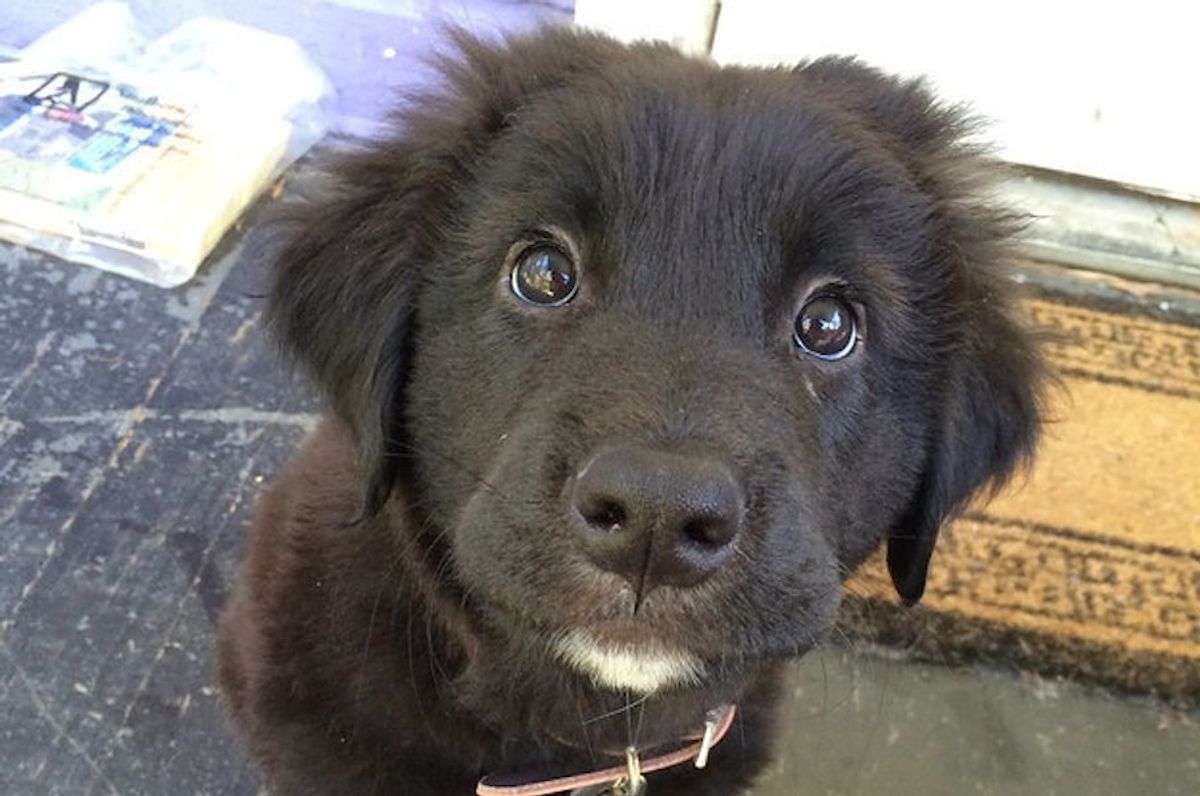 The Midsemester Slump As Told By Cute Puppies