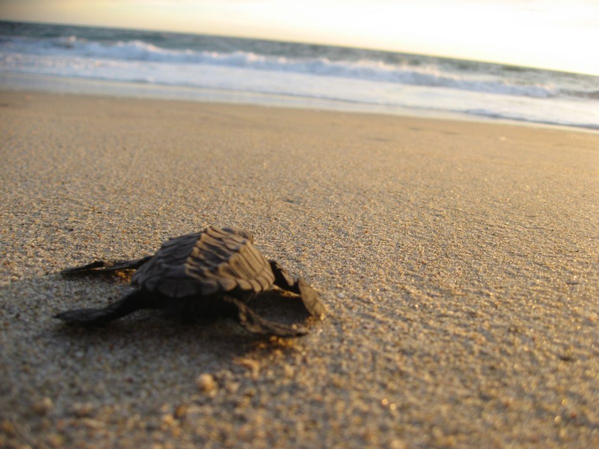 13 Reasons Why Turtles Should Be Your Favorite Animal