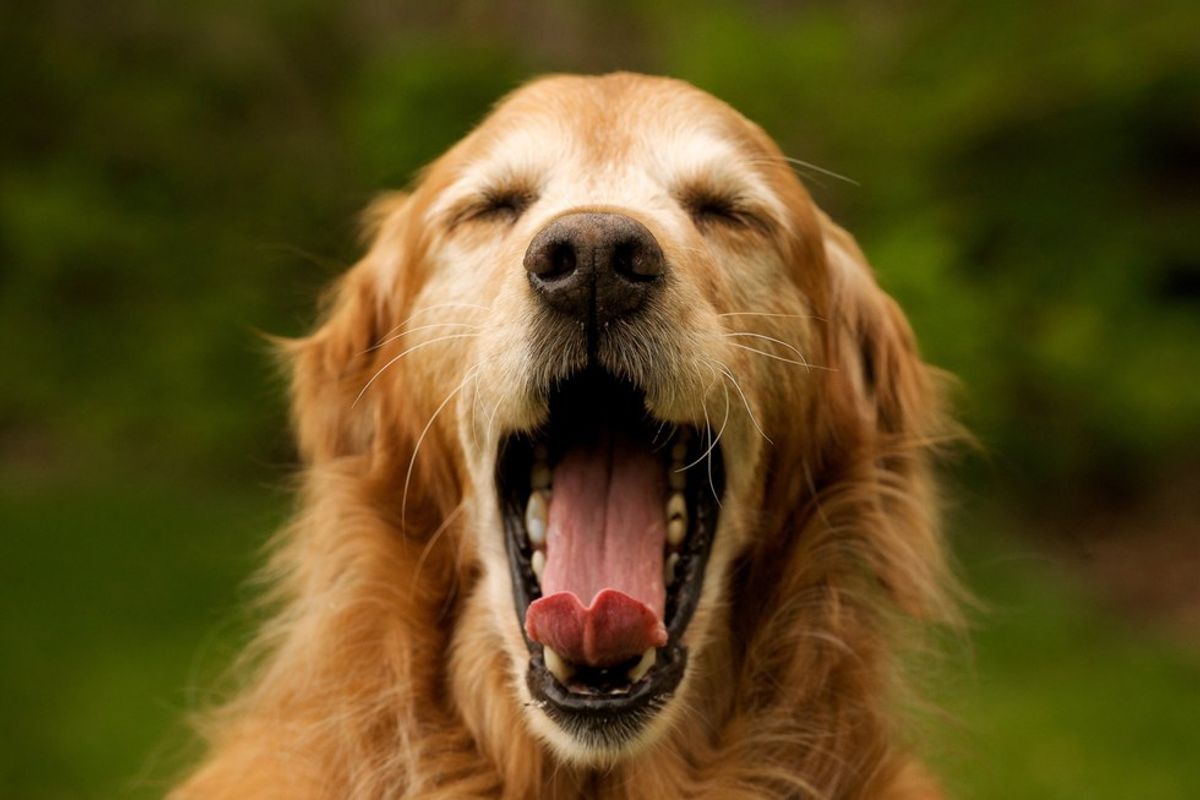 18 Things Everyone Asks Their Dog