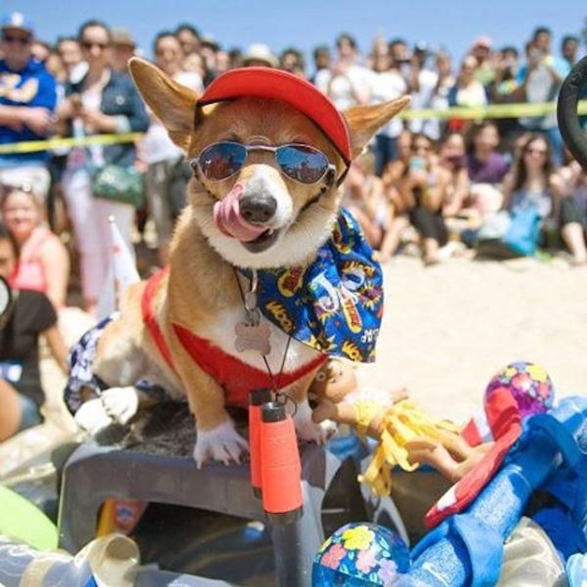 My Spring Break Plans As Told By Dogs