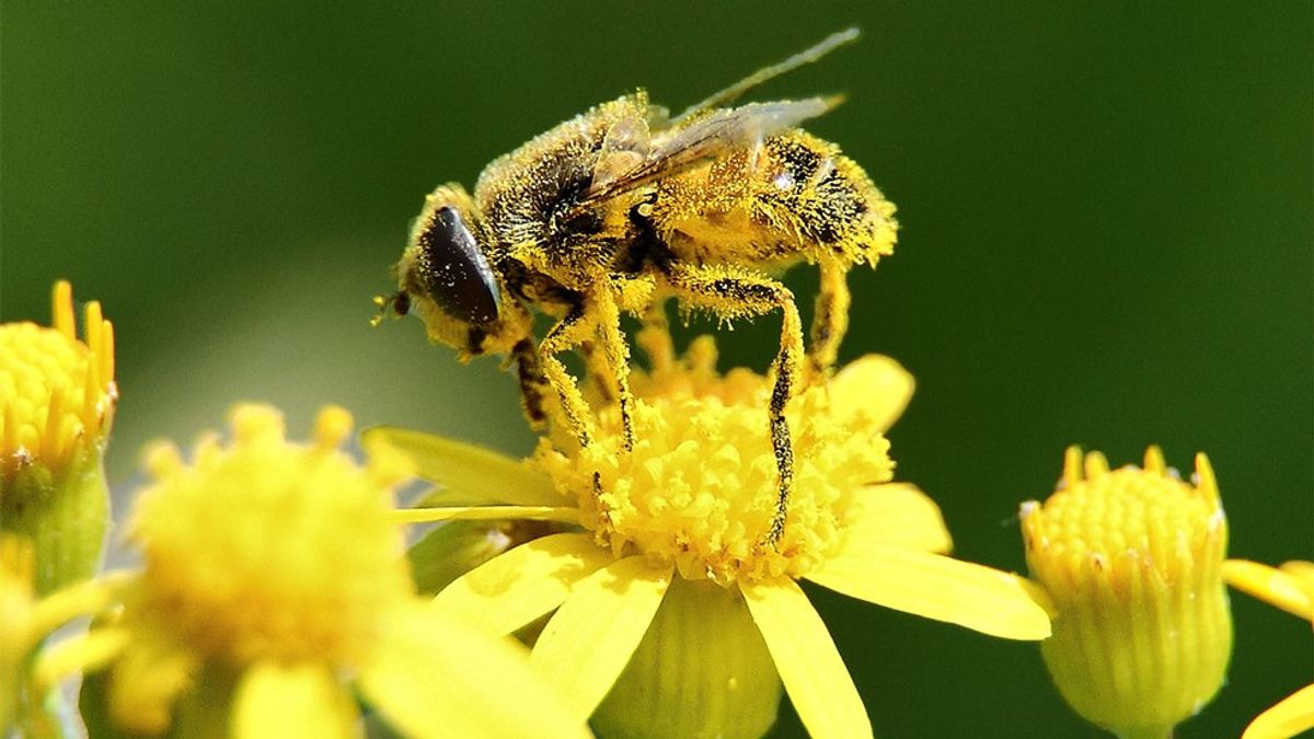 An Ode To Springtime Pollen