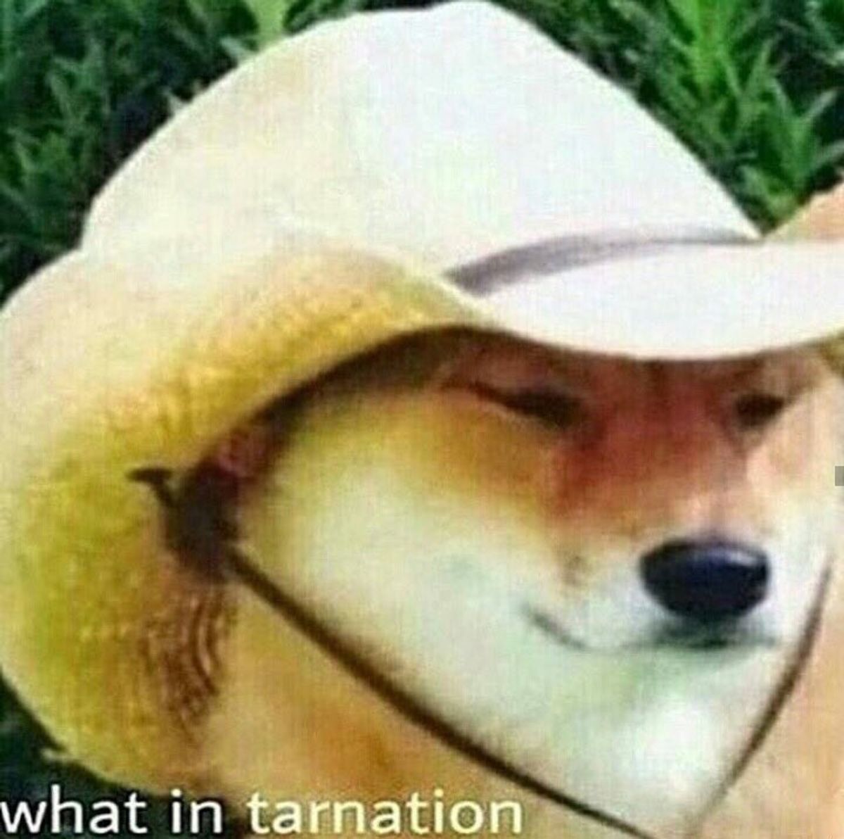 10 Of The Best "What In Tarnation?" Memes