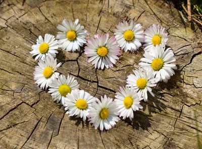 Ten Reasons Daisies Are Special