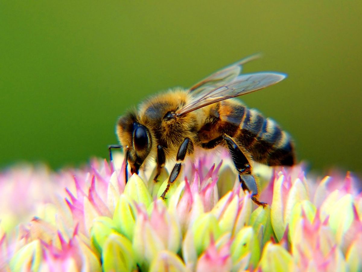 Why You Really Should Give A B*zz About The Honey Bees