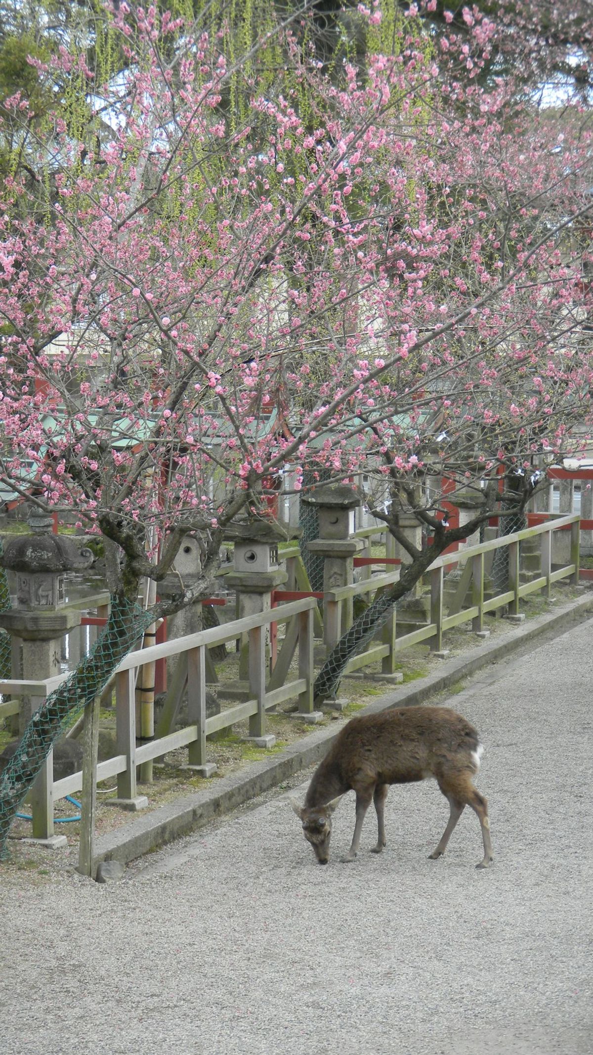 Spring Break In America Vs. Spring Break In Japan