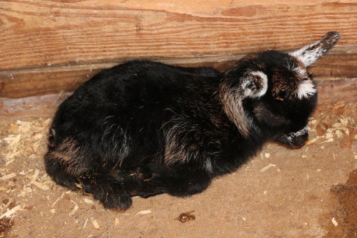 A Day In The Life Of Baby Goats