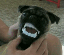 10 Dog GIFs to Make You Smile - Chelsea Dogs Blog