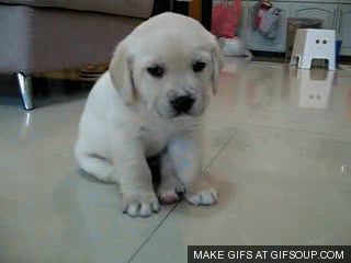 sad puppy gif